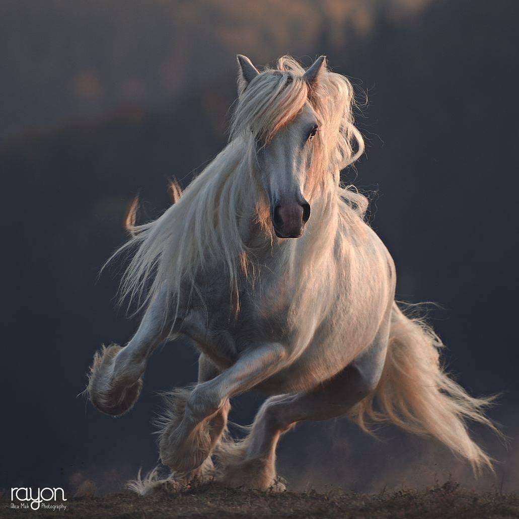 Gypsy Horses of Podolin Stud